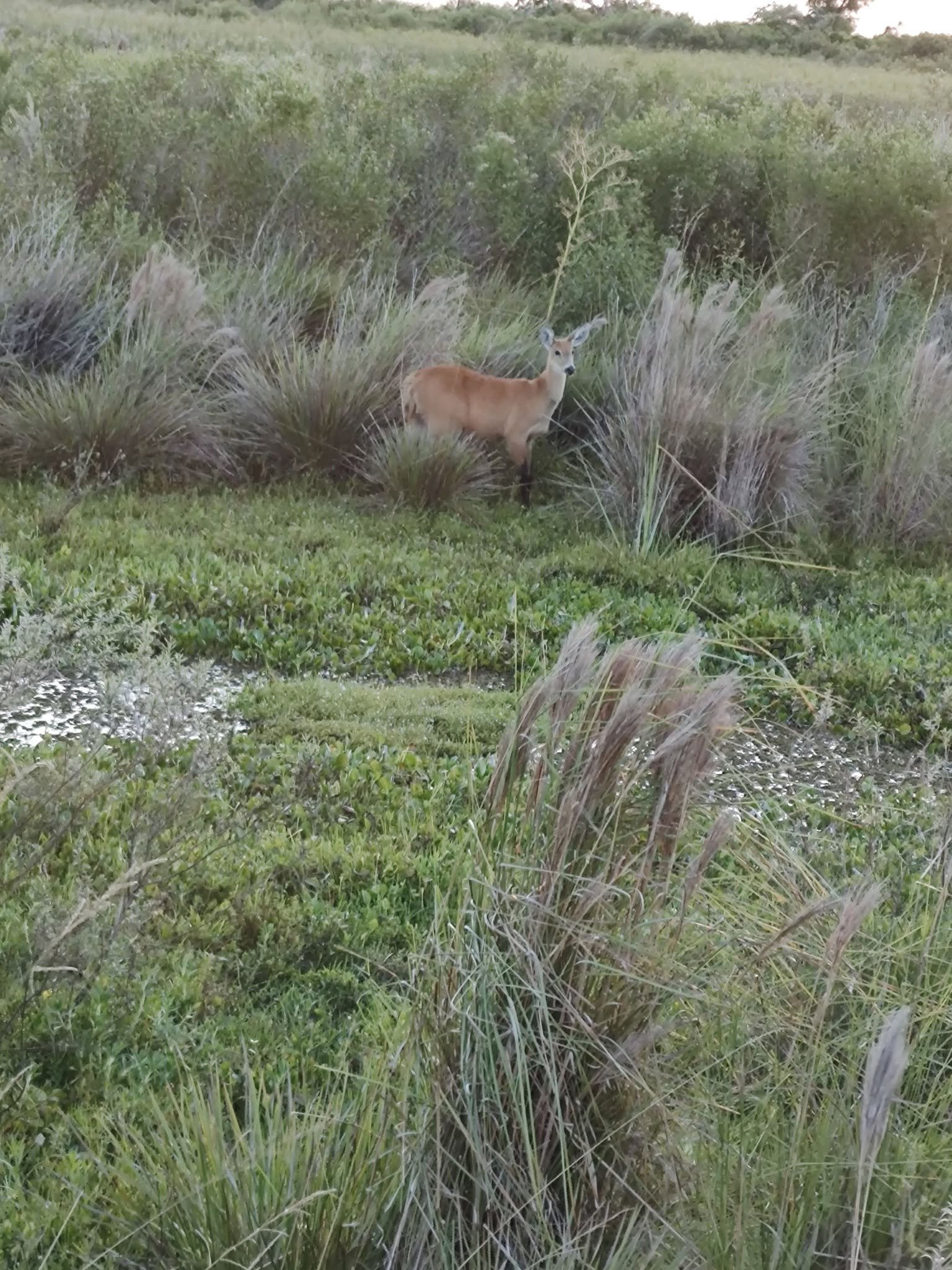 Fauna observada durante una salida